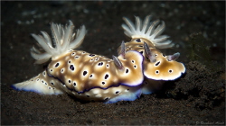 Come together

Photo of nudibranchs (Risbecia tryoni), ... by Reinhard Arndt 